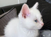 Full white male kitten