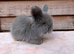 pedigree english angora