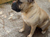 Mastiff female