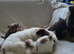 Beautiful Long haired chihuahua puppies