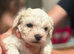 Beautiful Curly-Coated Bichon Cross Puppies – Raised in Family Home
