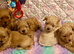 Stunning Asian Shihpoo puppies