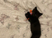Kittens for sale