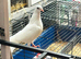 Baby fantail Pigeon