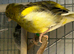 2 Male Fife Canary's