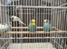 Young male budgies