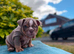 Beautiful English bulldogs ready to leave!