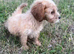 Cockapoo puppies