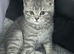 British Shorthair x Scottish Shorthair Kitten
