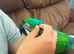 Rare stunning hybrid macaw milligold macaw in Westminster