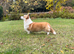Champion Sired Corgi pembroke puppies available