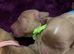 Cockapoo puppies