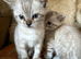 RARE clouded snow bengal kittens! TiCA registered