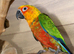 Jenday Conure untamed babies available.14