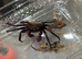 1x Purple & Yellow Vampire Crab
