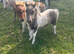 Registered miniature Shetland colt foal