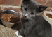 2 kittens