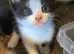REDUCED!! KITTENS!! READY SOON!