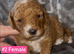 F1B Cockapoo Puppies