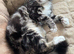 LONG HAIRED TABBY KITTEN GIRL