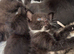 Lovely cute Siameese cross  Maincoon