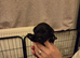 Gorgeous Patterdale puppies