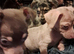 Jackawawa puppies
