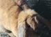 Big lop rabbit