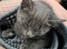 Gorgeous 8 week old grey/blue kitten
