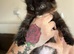 Two adorable very affectionate sister for sale 9 weeks old