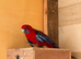 Rosella