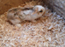 6 baby bunnies mini lop