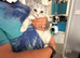 Male British shorthair kitten