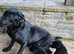 loving puppies for sale