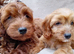 Cavapoo puppies