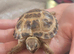 Tortoise