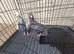 Tiger grizzle Breeding Pair Racing Pigeons