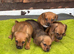 Patterdale pups