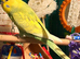 Young Budgies 10/12 Weeks PLEASE READ AD