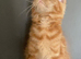 Full Maine coon male kittens