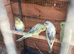Rec / Pied baby Budgies