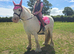 Grey cob mare 12.2 SAFE first pony type