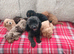 Beautiful cavapoo puppies