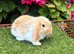 Pure bred mini lop baby rabbit.