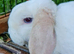 2 young full mini lop plush does for sale