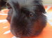 Skinny pigs and carriers