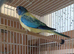 Splendid Parakeets