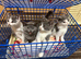 3 Little kittens