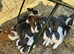 Beautiful Pair of Baby Dutch Bunny Girls 13 weeks