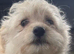 Poodle cross Pomeranian